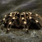 Monster Spiders Settle in Britain – As Large as Rats