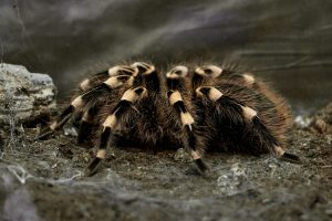 Monster Spiders Settle in Britain – As Large as Rats